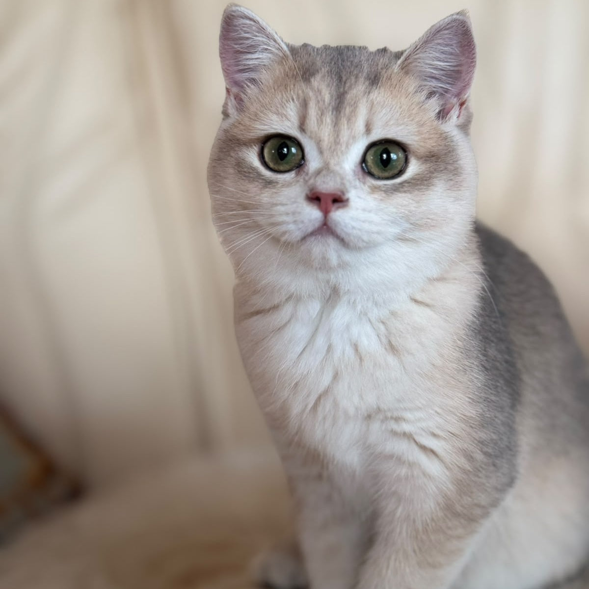 Iriska British Shorthair female, blue golden chinchilla