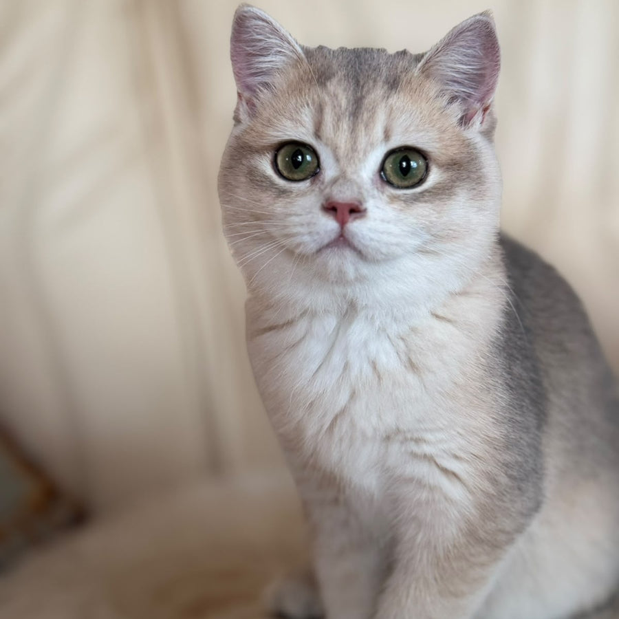 Iriska British Shorthair female, blue golden chinchilla