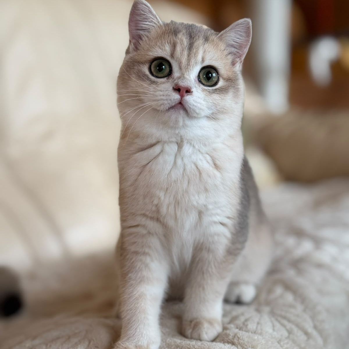 Iriska British Shorthair female, blue golden chinchilla