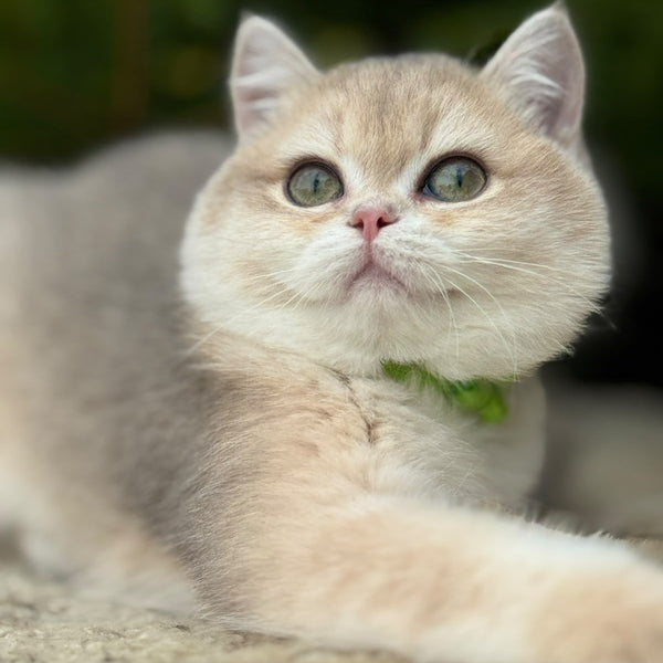 Iroshka British Shorthair female, blue golden chinchilla