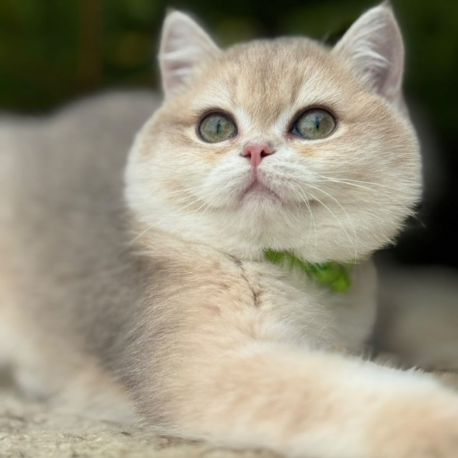 Iroshka British Shorthair female, blue golden chinchilla