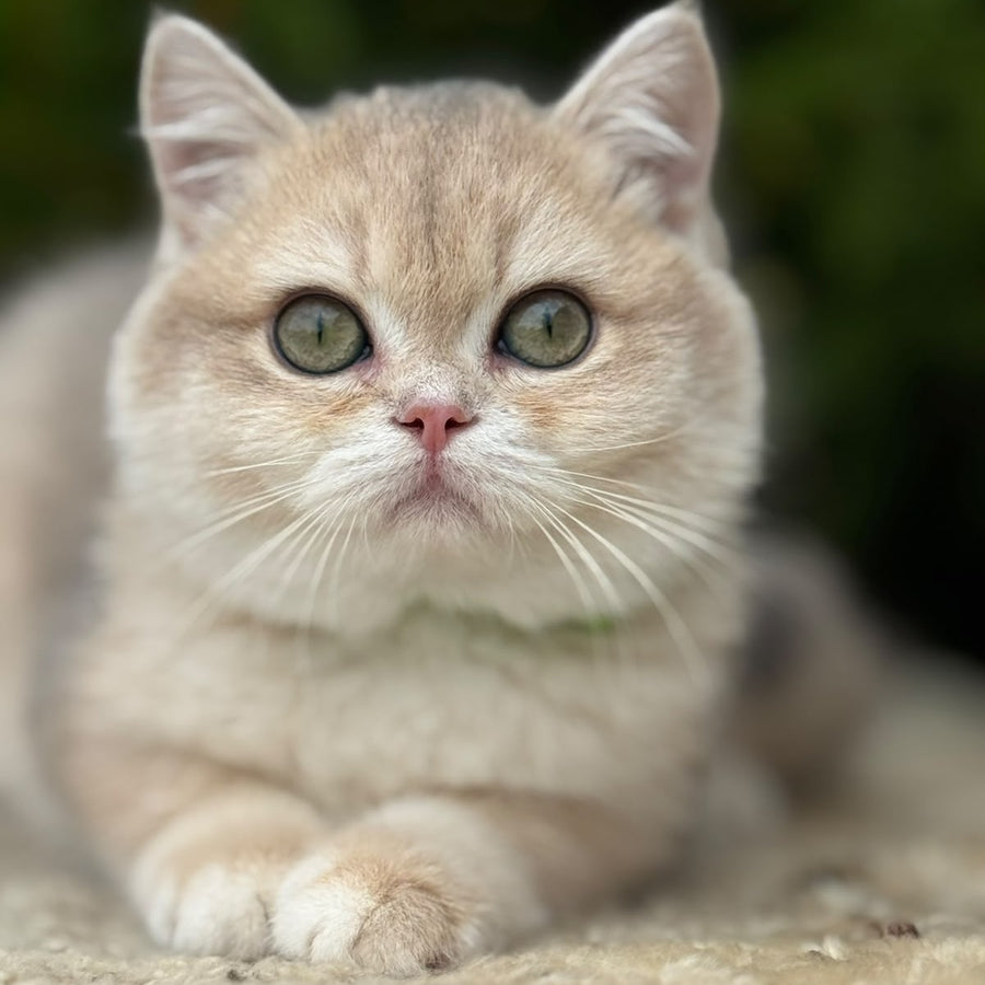 Iroshka British Shorthair female, blue golden chinchilla