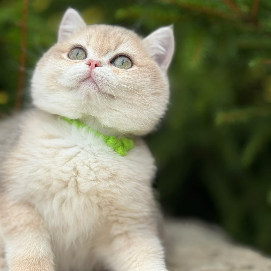 Iroshka British Shorthair female, blue golden chinchilla