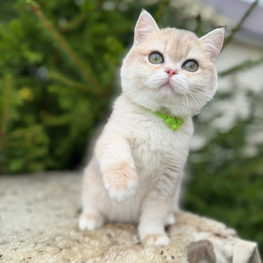 Iroshka British Shorthair female, blue golden chinchilla