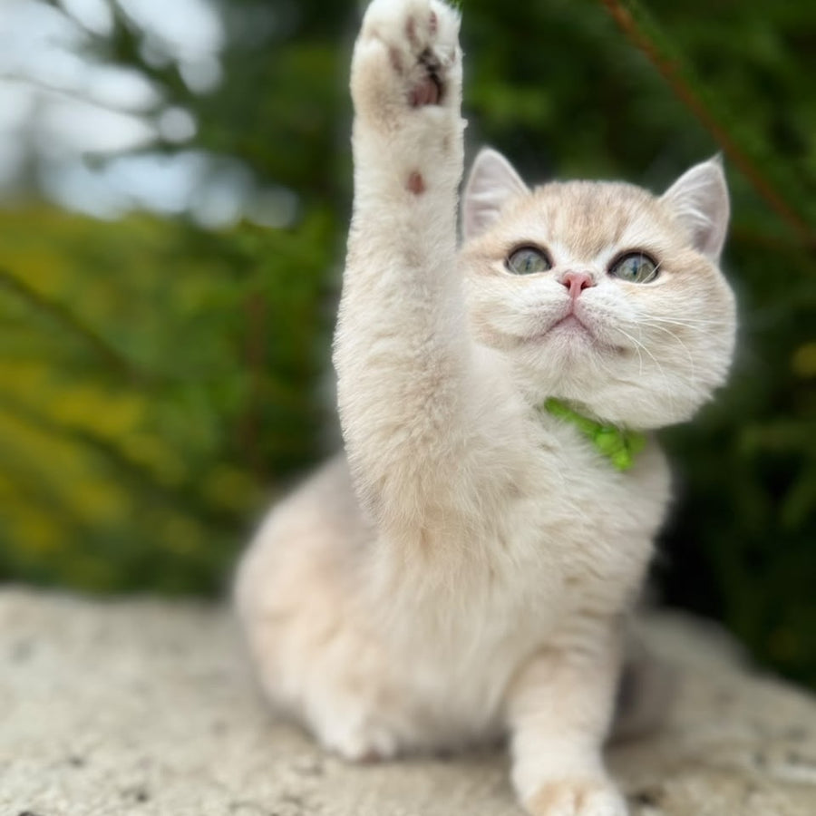 Iroshka British Shorthair female, blue golden chinchilla