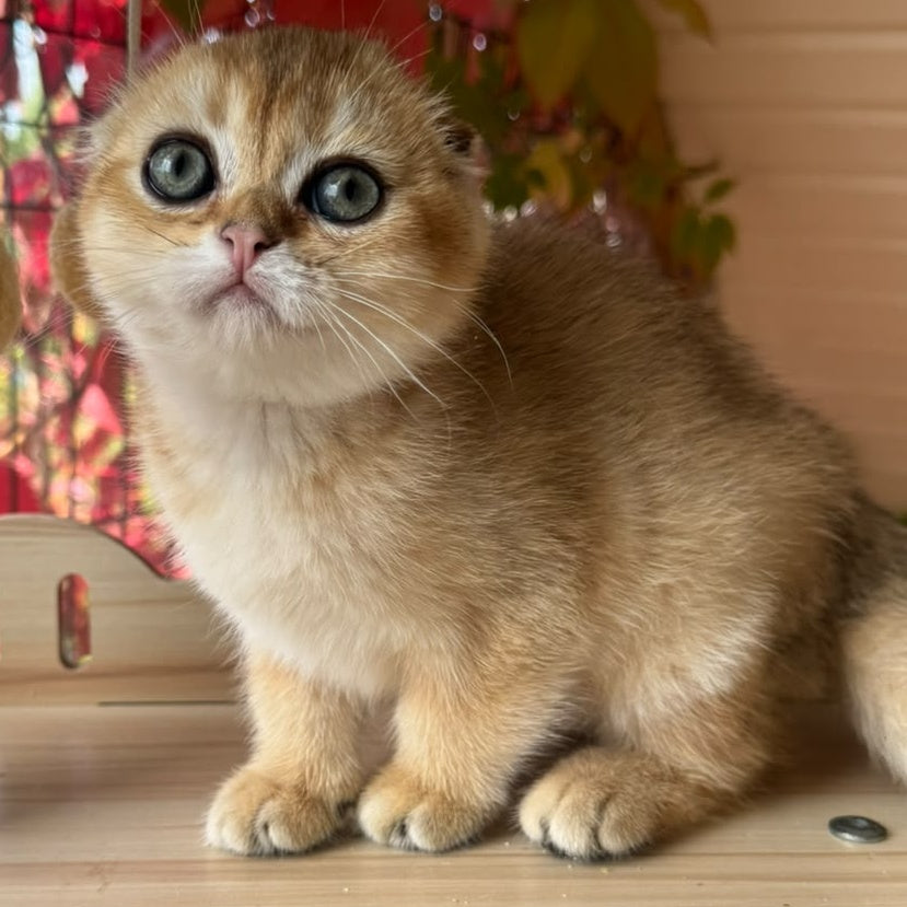 Natan Scottish Fold male, black golden shaded