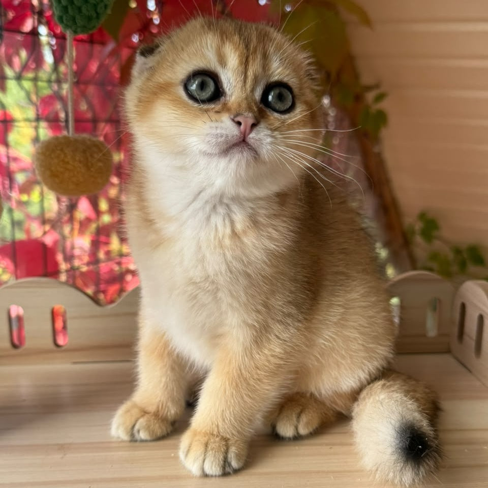 Natan Scottish Fold male, black golden shaded