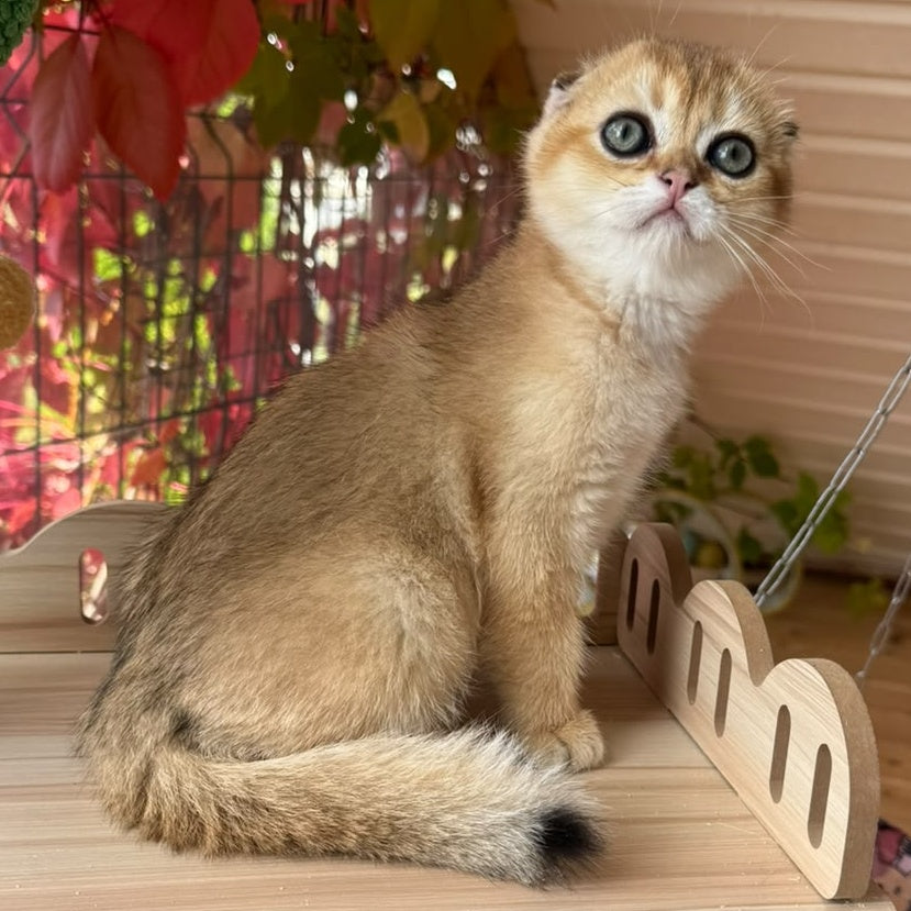 Natan Scottish Fold male, black golden shaded