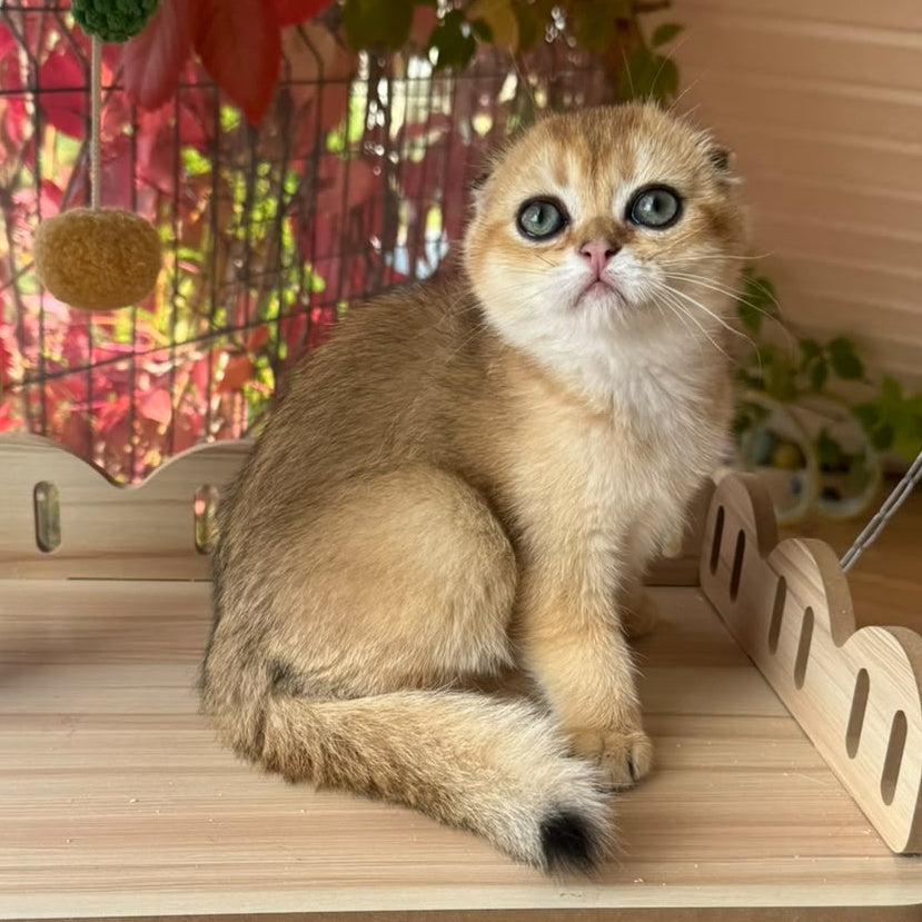 Natan Scottish Fold male, black golden shaded