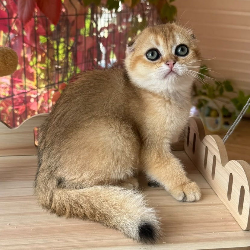 Natan Scottish Fold male, black golden shaded