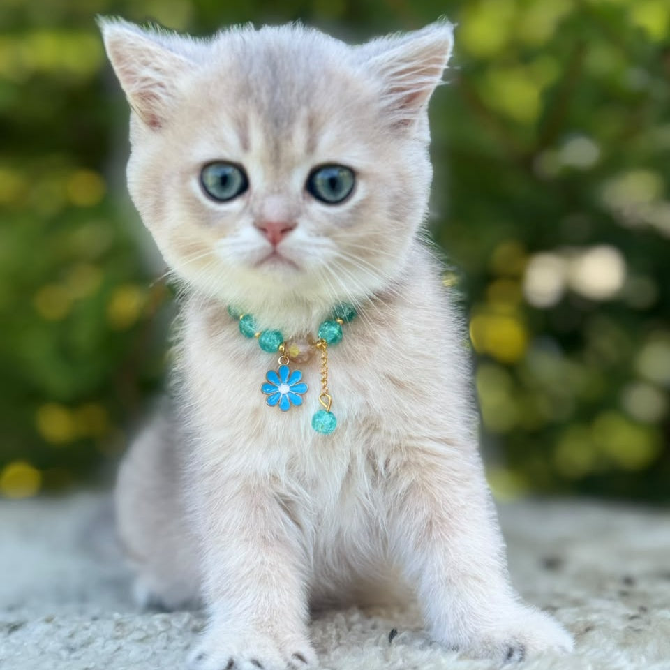 Natali Scottish Straight female, blue golden shaded