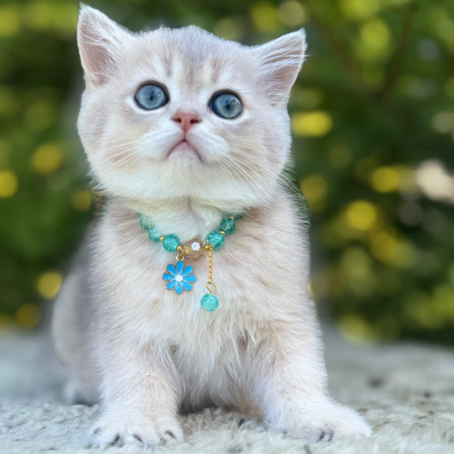 Natali Scottish Straight female, blue golden shaded