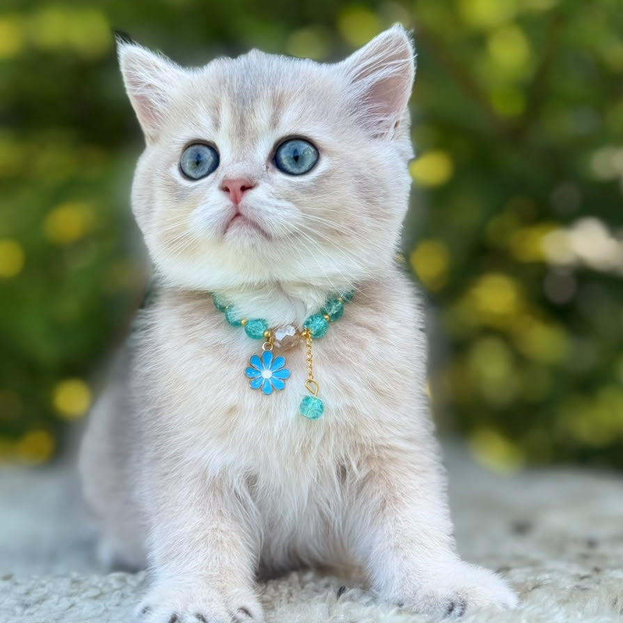 Natali Scottish Straight female, blue golden shaded