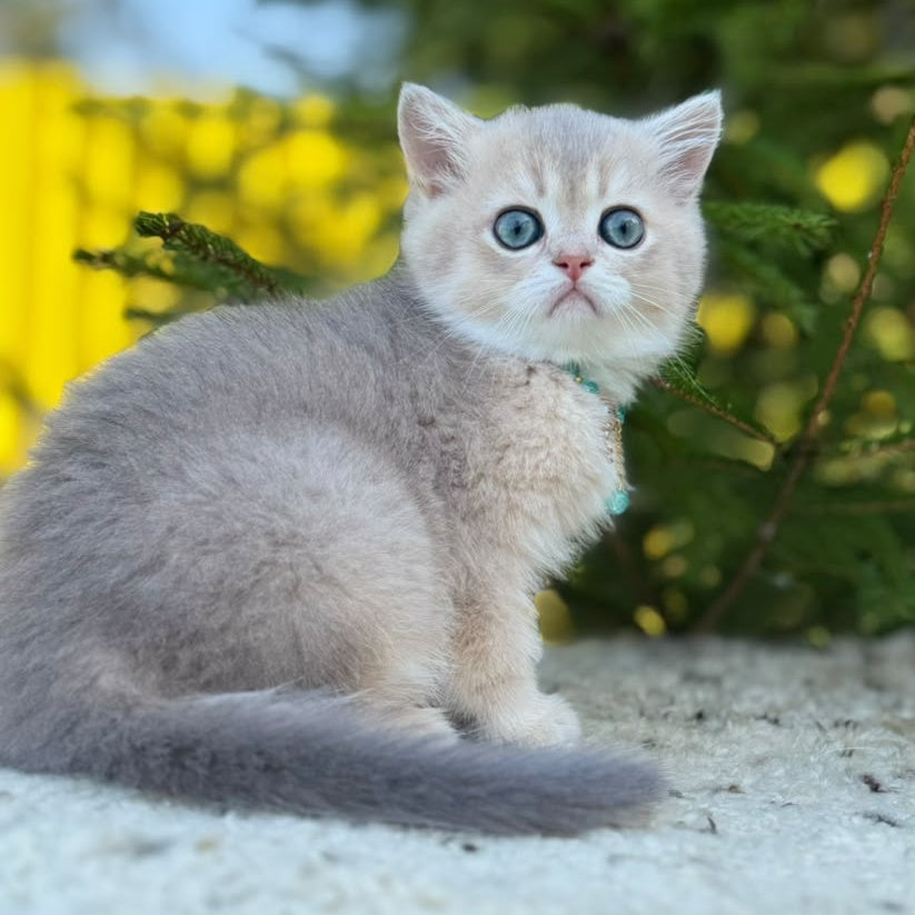 Natali Scottish Straight female, blue golden shaded