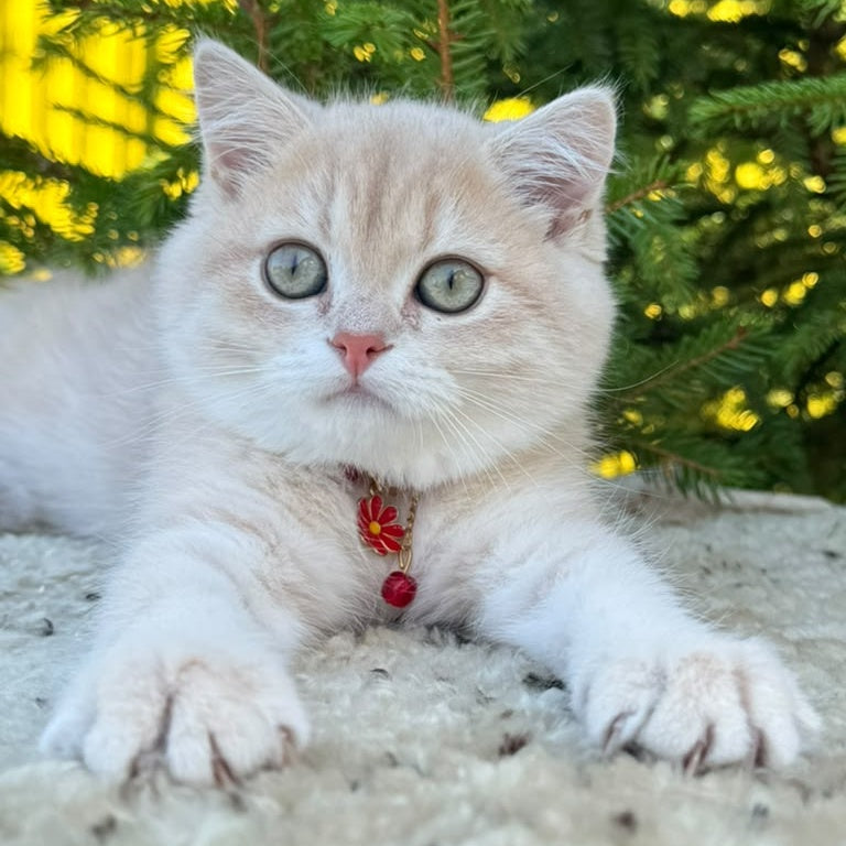Jasmin Scottish Straight female, lilac golden shaded