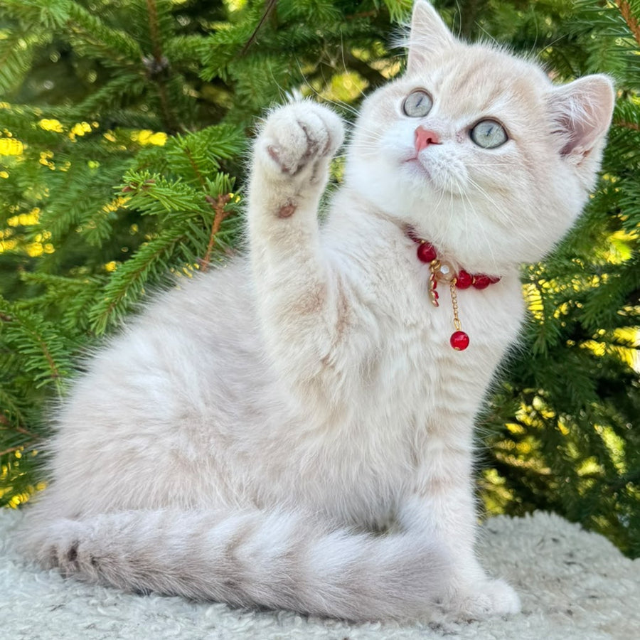 Jasmin Scottish Straight female, lilac golden shaded