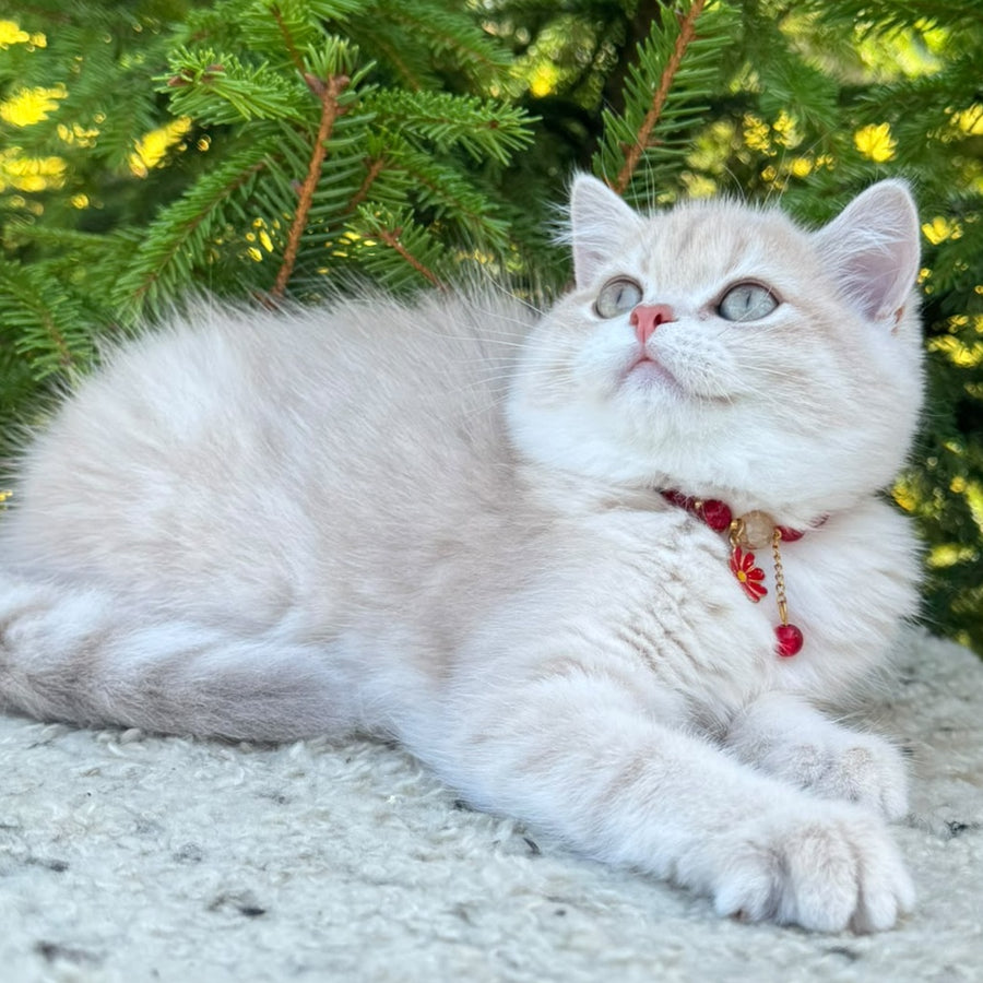 Jasmin Scottish Straight female, lilac golden shaded