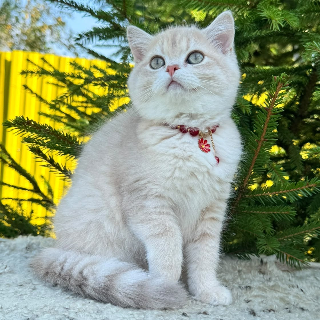 Jasmin Scottish Straight female, lilac golden shaded