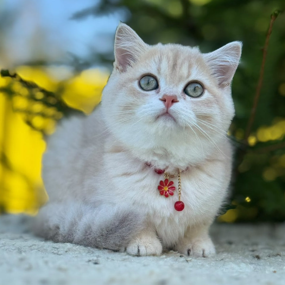 Jasmin Scottish Straight female, lilac golden shaded
