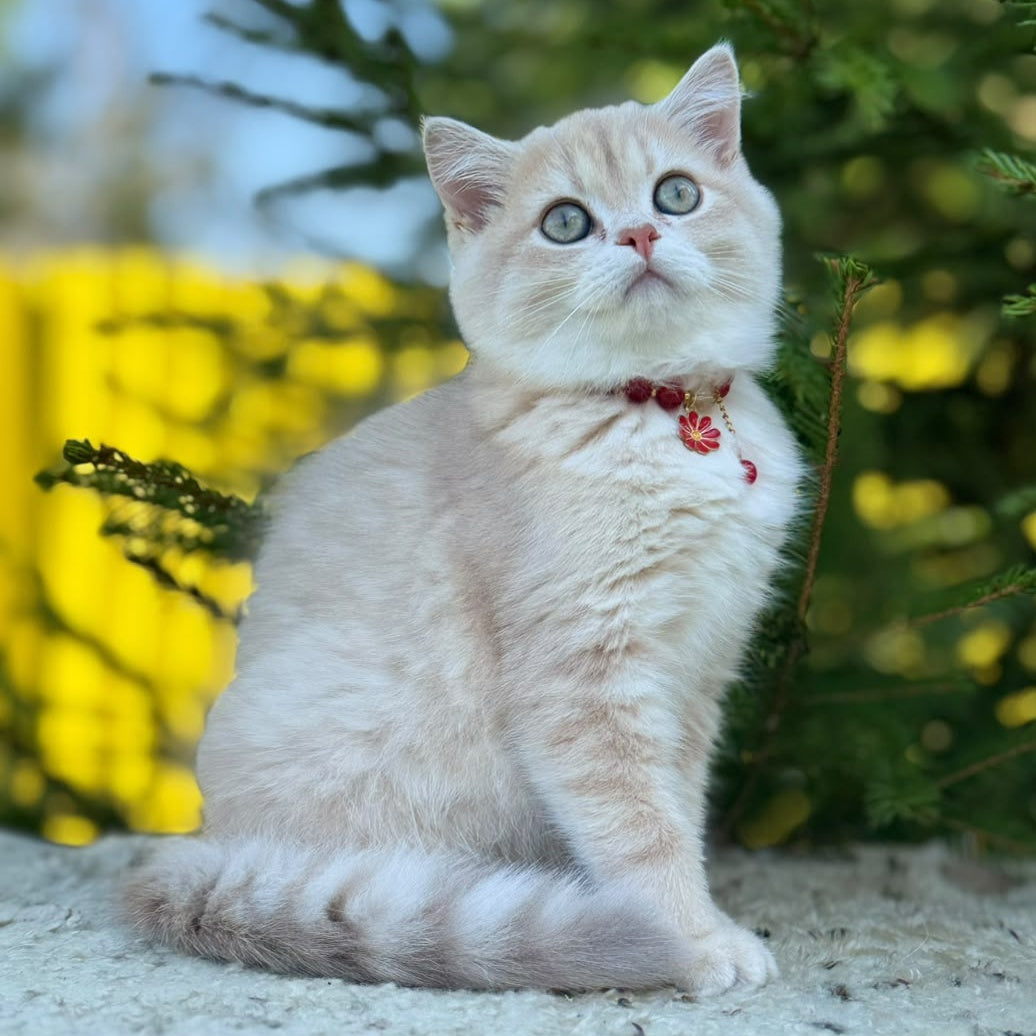 Jasmin Scottish Straight female, lilac golden shaded