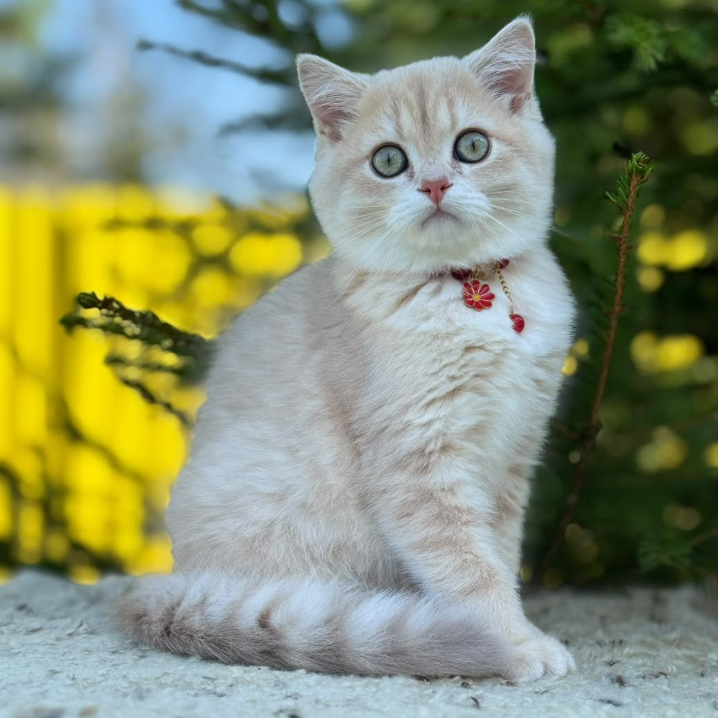 Jasmin Scottish Straight female, lilac golden shaded