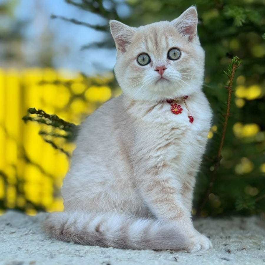 Jasmin Scottish Straight female, lilac golden shaded