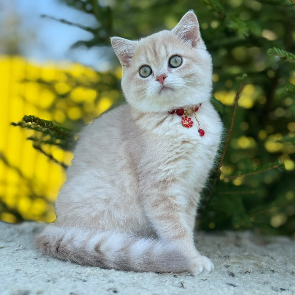 Jasmin Scottish Straight female, lilac golden shaded