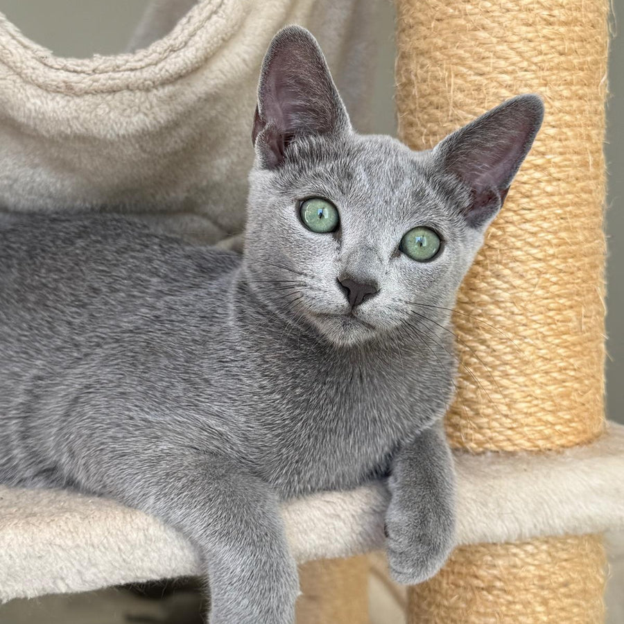 Amur Russian Blue male, blue