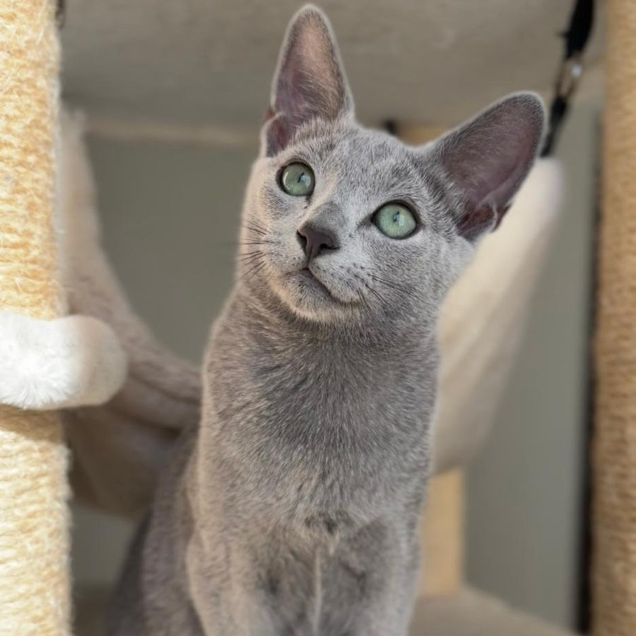 Amur Russian Blue male, blue