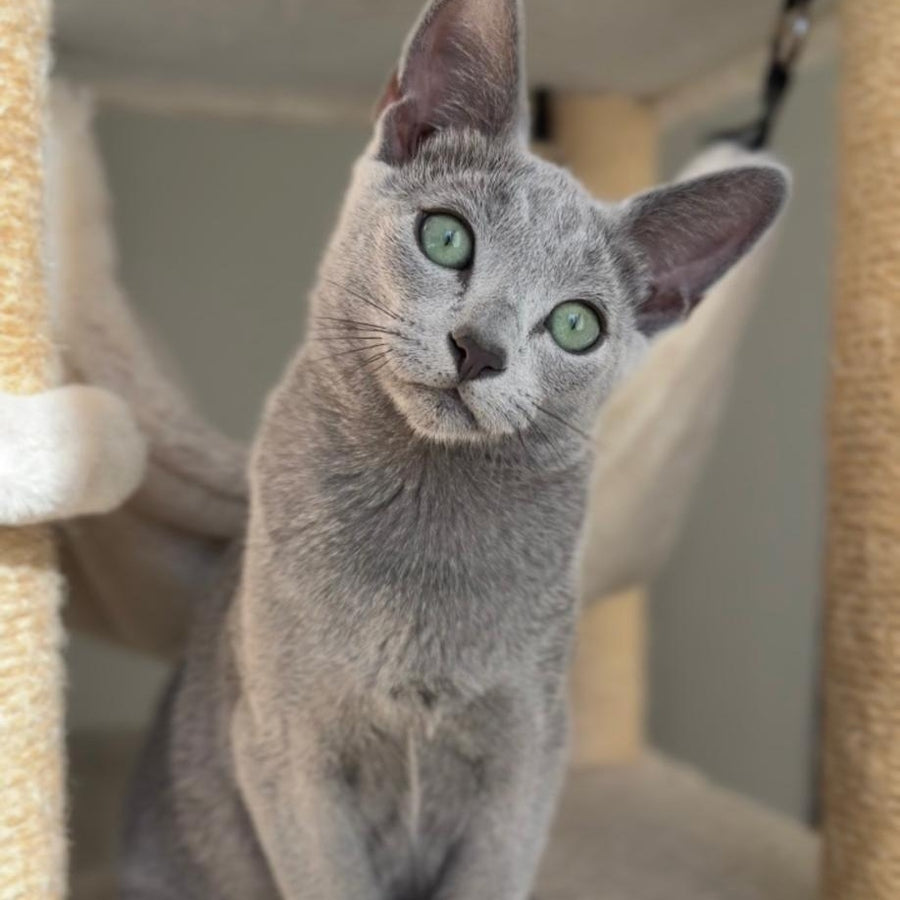 Amur Russian Blue male, blue
