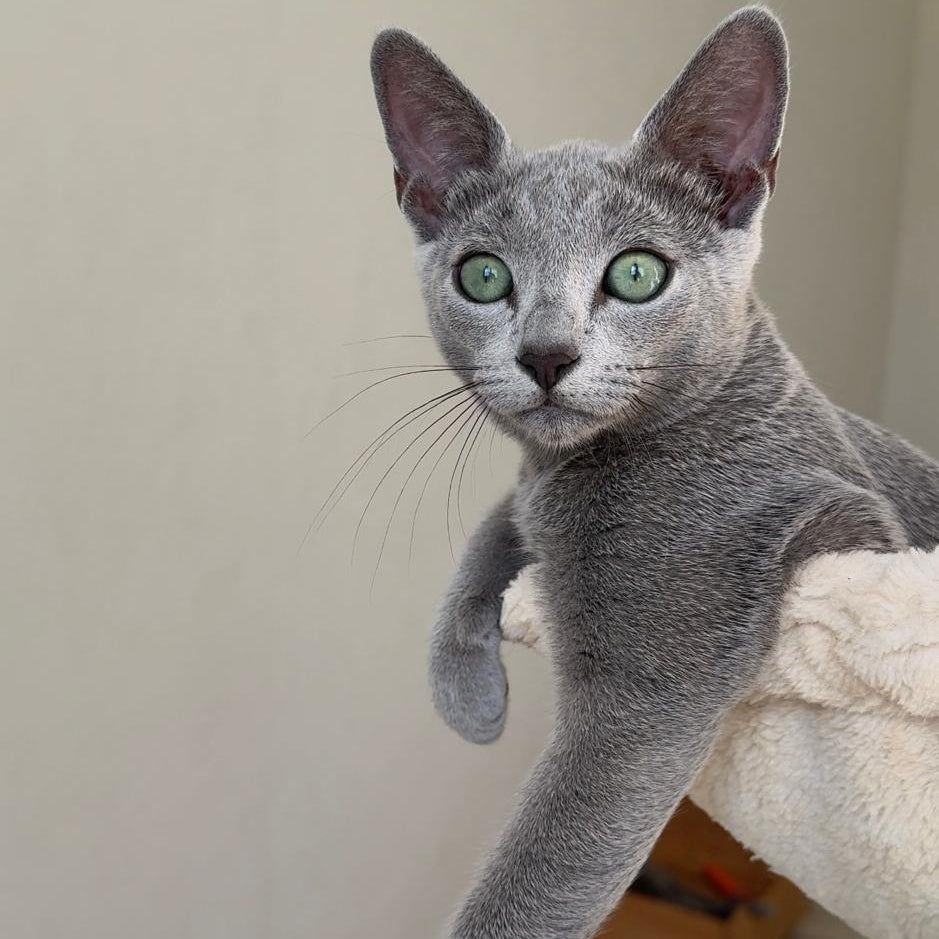 Amur Russian Blue male, blue