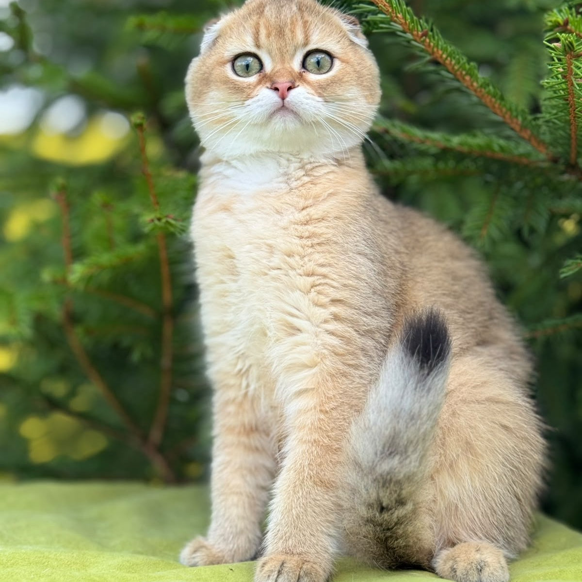 Juliya Scottish Fold female, black golden shaded
