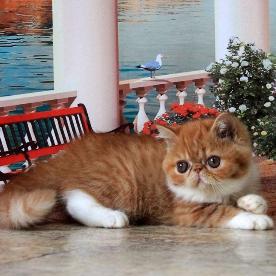 Opium Exotic male, red spotted tabby bicolour