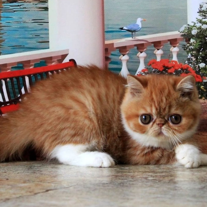 Opium Exotic male, red spotted tabby bicolour