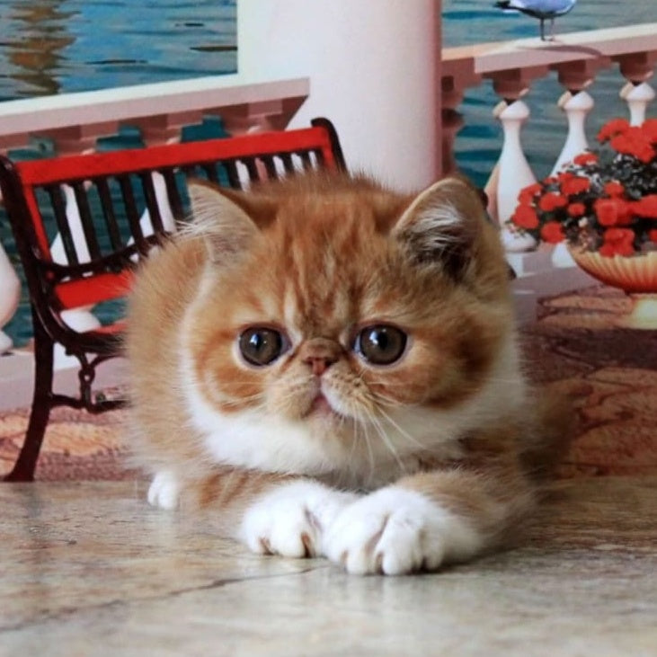 Opium Exotic male, red spotted tabby bicolour