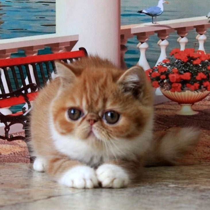 Opium Exotic male, red spotted tabby bicolour