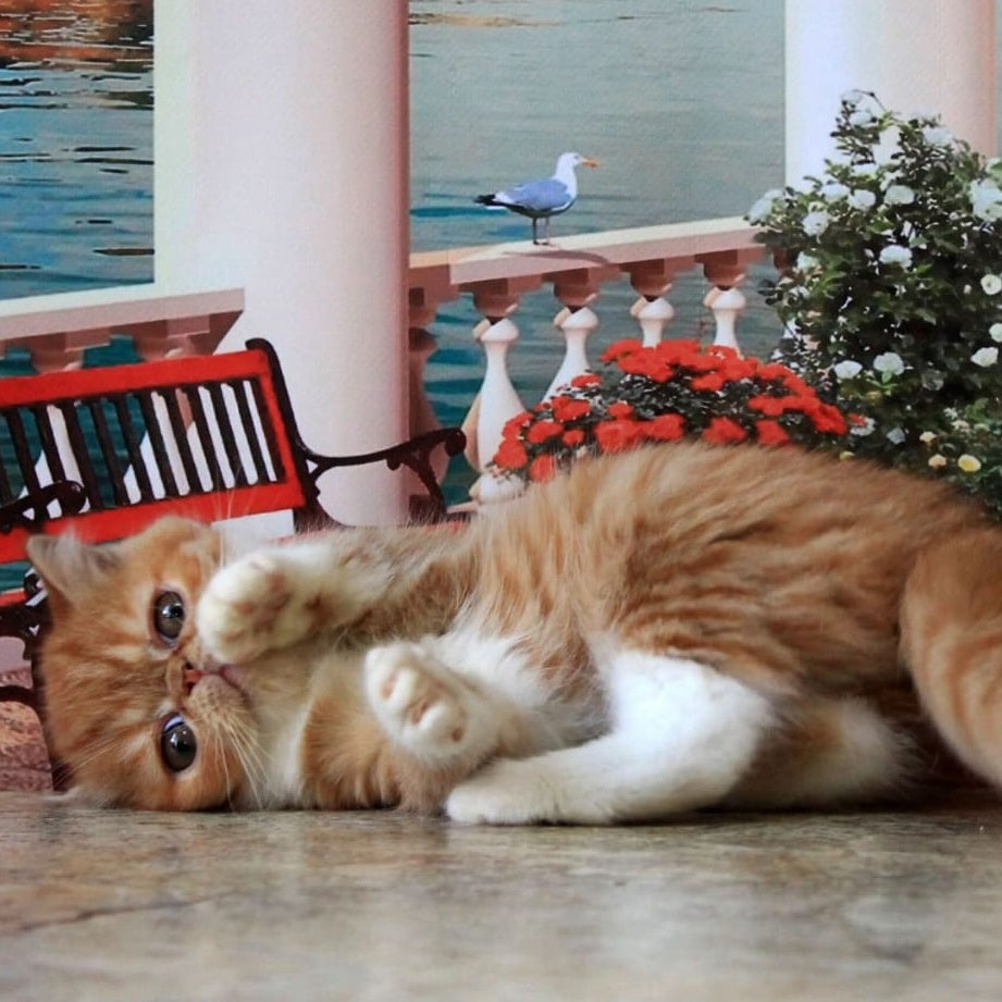 Opium Exotic male, red spotted tabby bicolour
