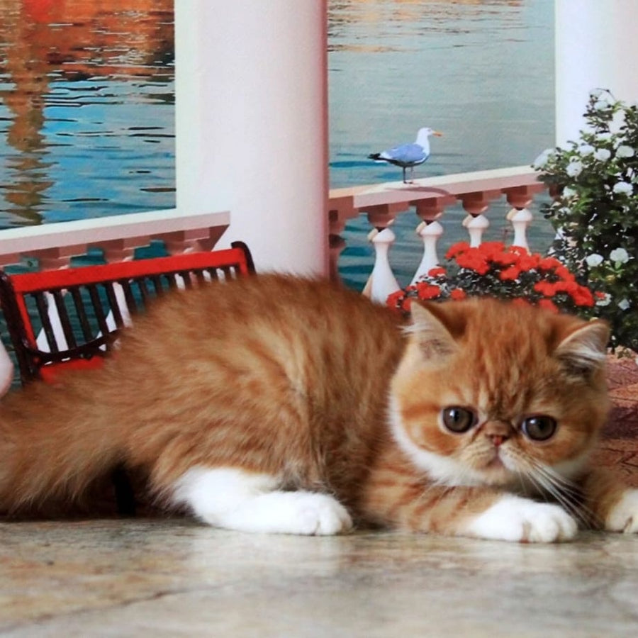 Opium Exotic male, red spotted tabby bicolour