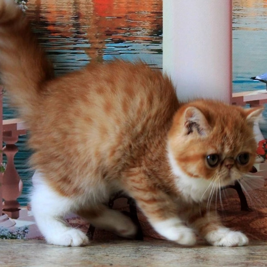 Opium Exotic male, red spotted tabby bicolour