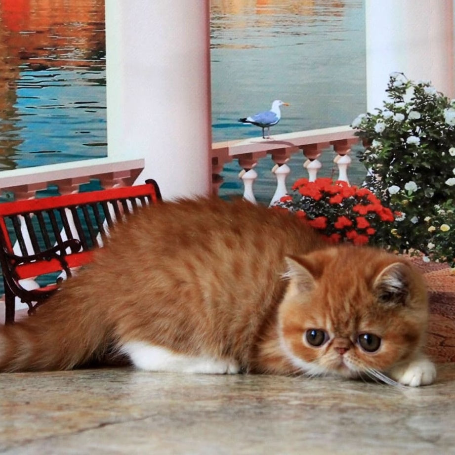 Opium Exotic male, red spotted tabby bicolour