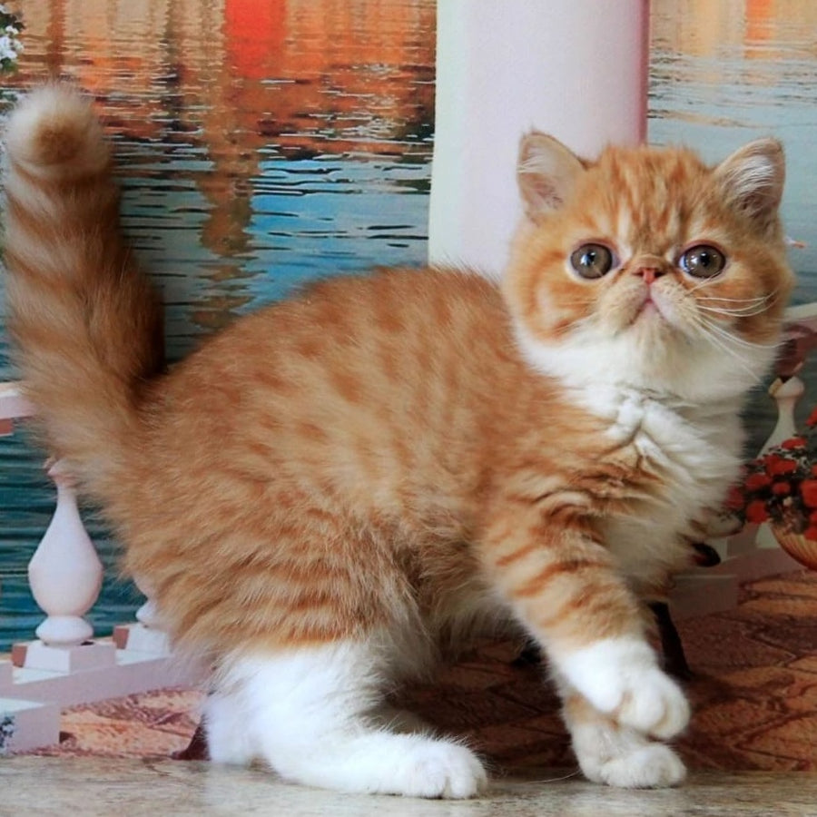 Opium Exotic male, red spotted tabby bicolour