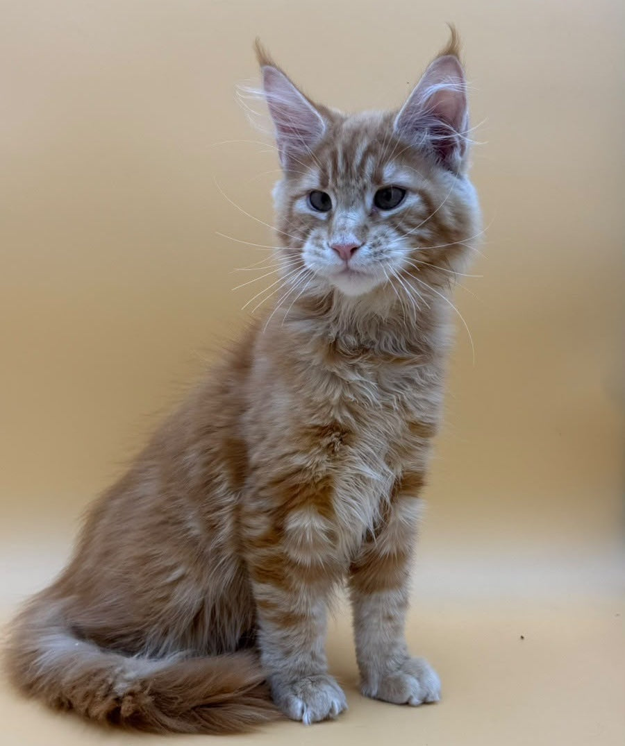 Evan Maine Coon male, red tabby