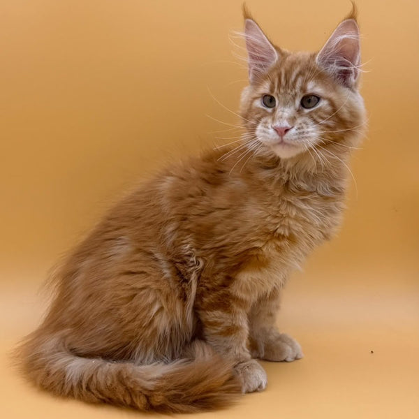 Evan Maine Coon male, red tabby