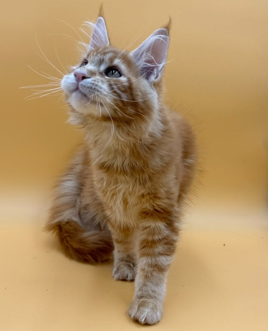 Evan Maine Coon male, red tabby