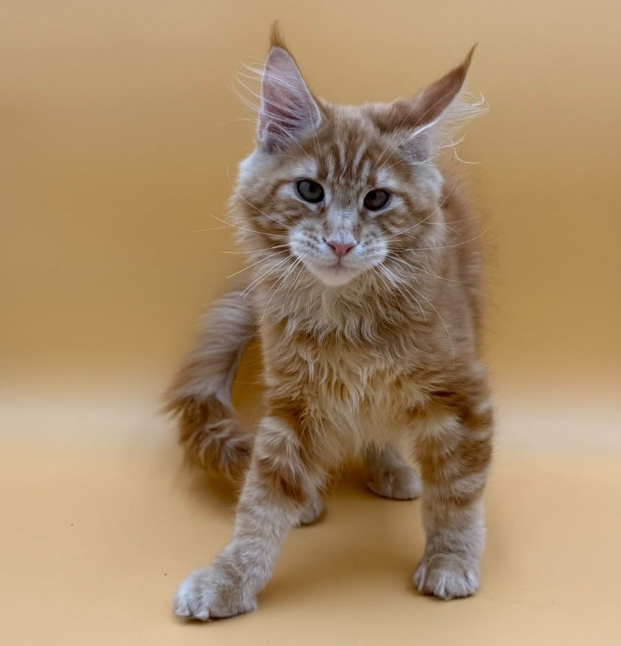 Evan Maine Coon male, red tabby