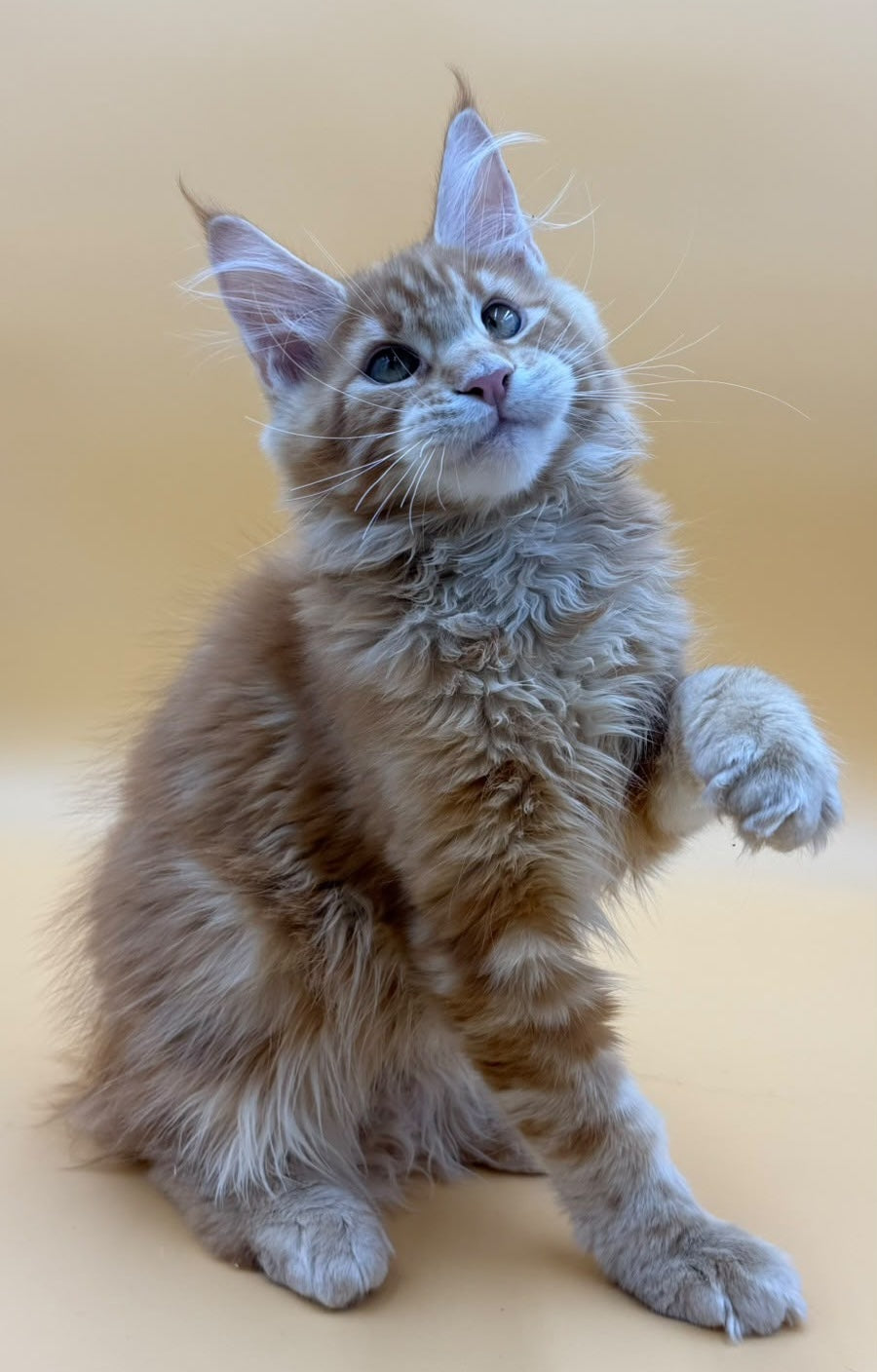 Evan Maine Coon male, red tabby