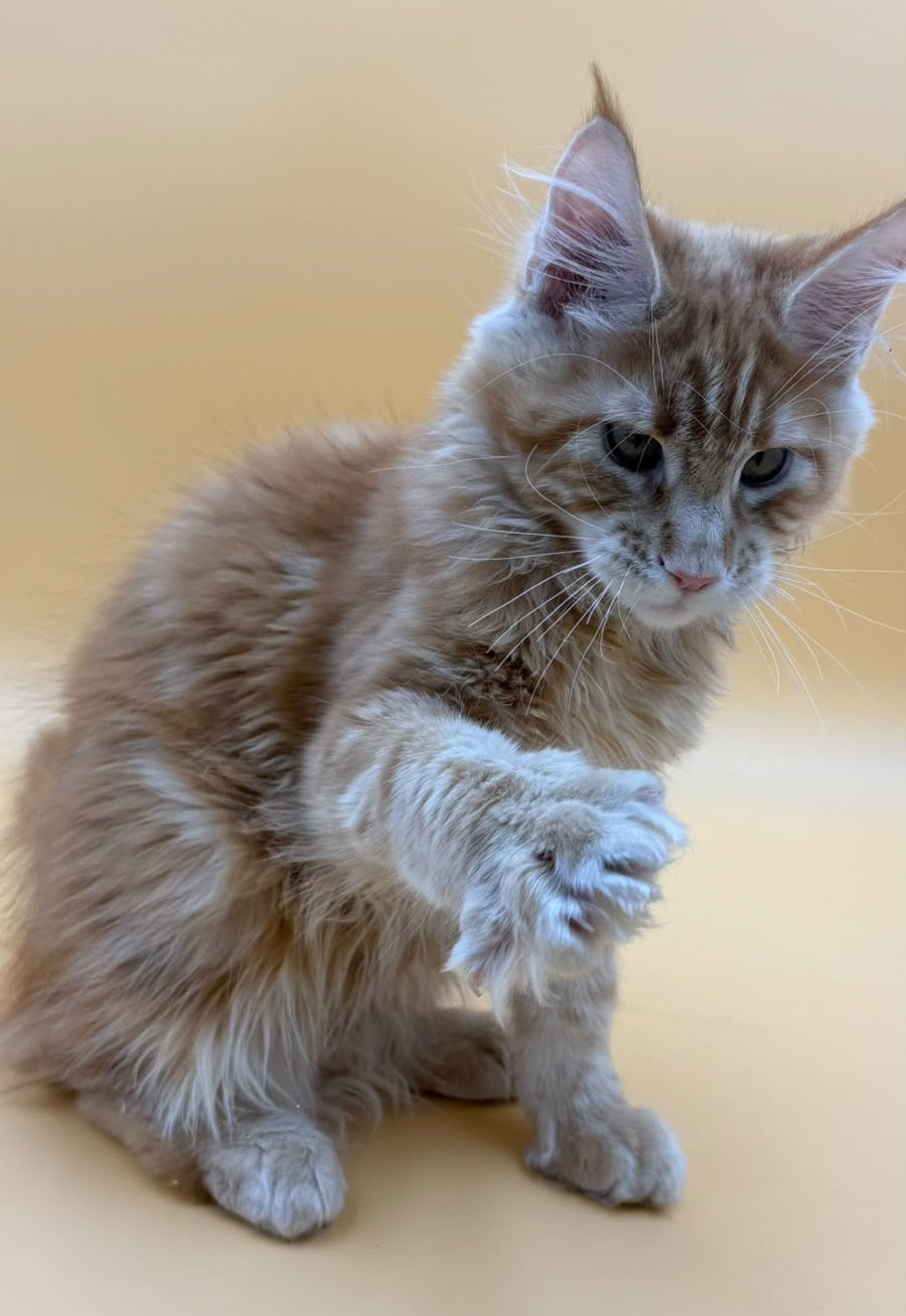 Evan Maine Coon male, red tabby