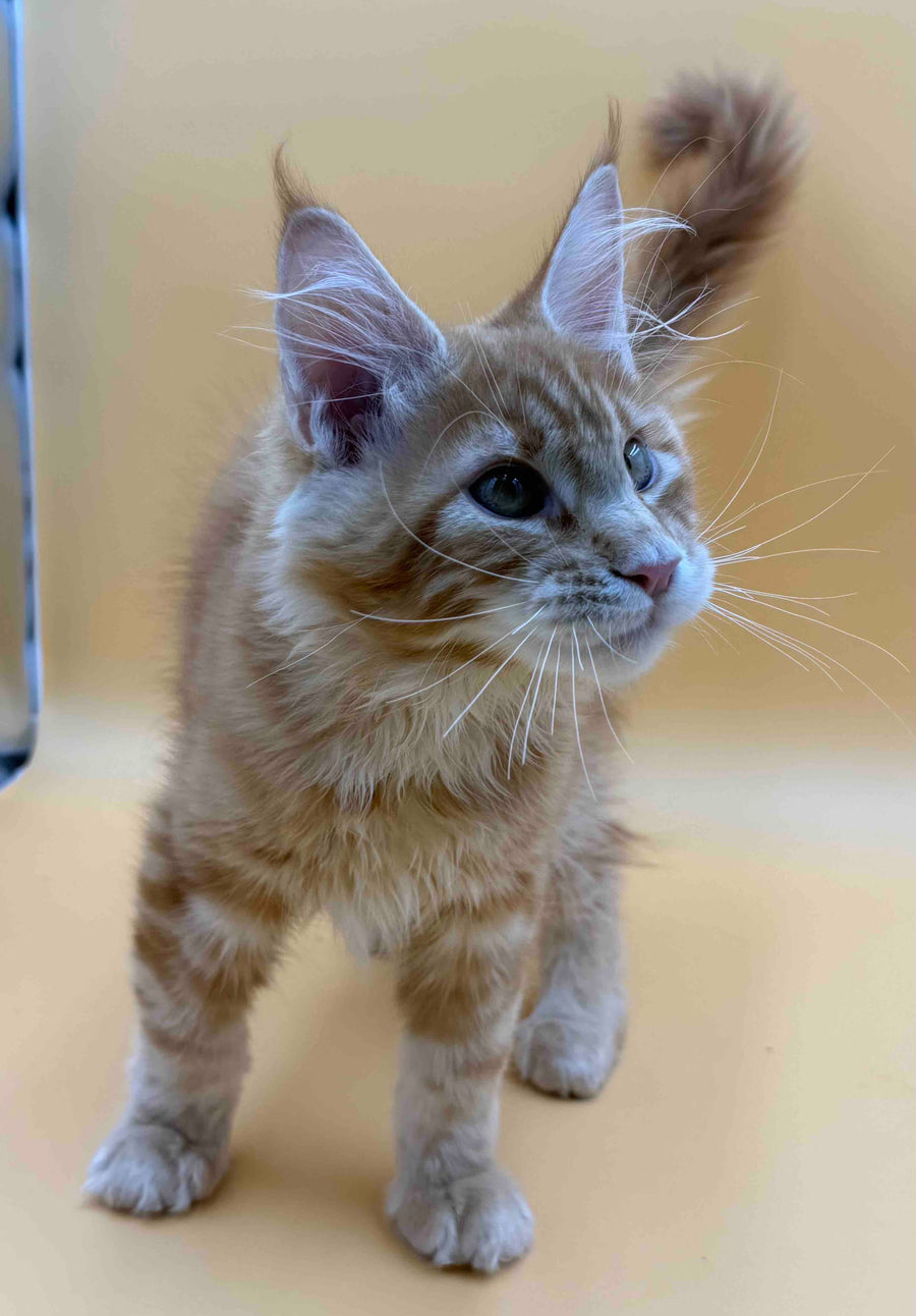 Evan Maine Coon male, red tabby