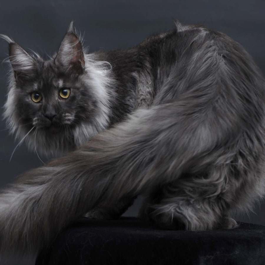Bianka Maine Coon female, black silver