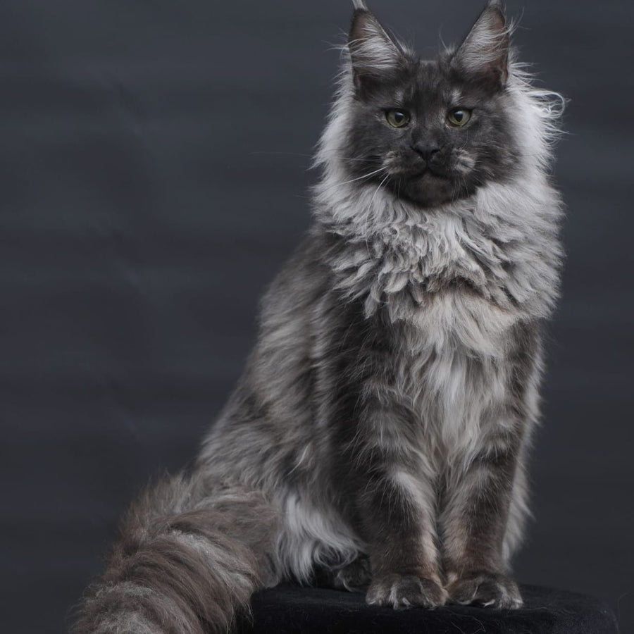 Bianka Maine Coon female, black silver
